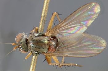 Media type: image;   Entomology 13035 Aspect: habitus dorsal view